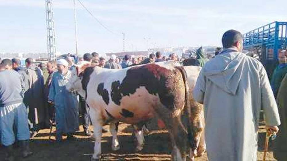 Saïd’s family manages an operation requiring approximately 300 head of cattle each month. Contributed photo